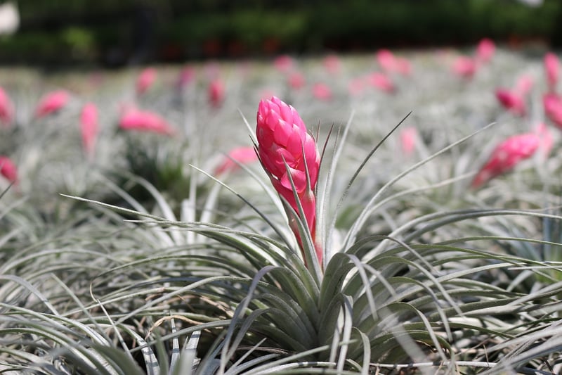 Air Plant
