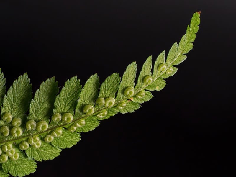Hanging Fern Plant