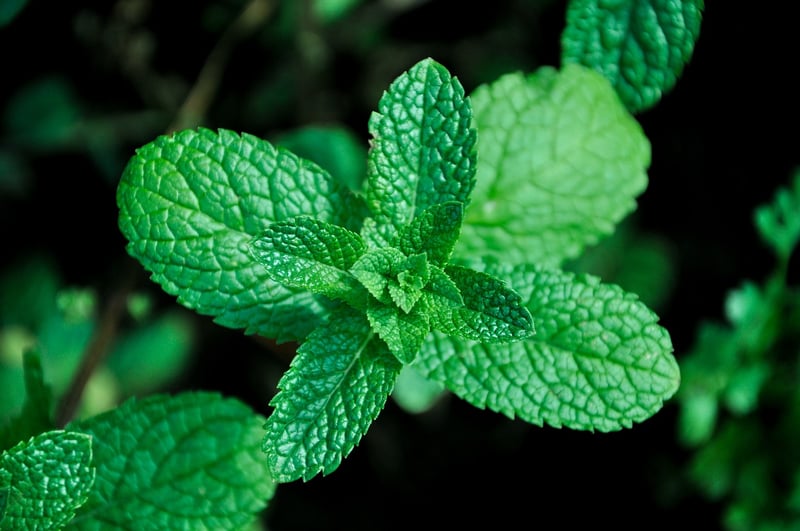 Herbs