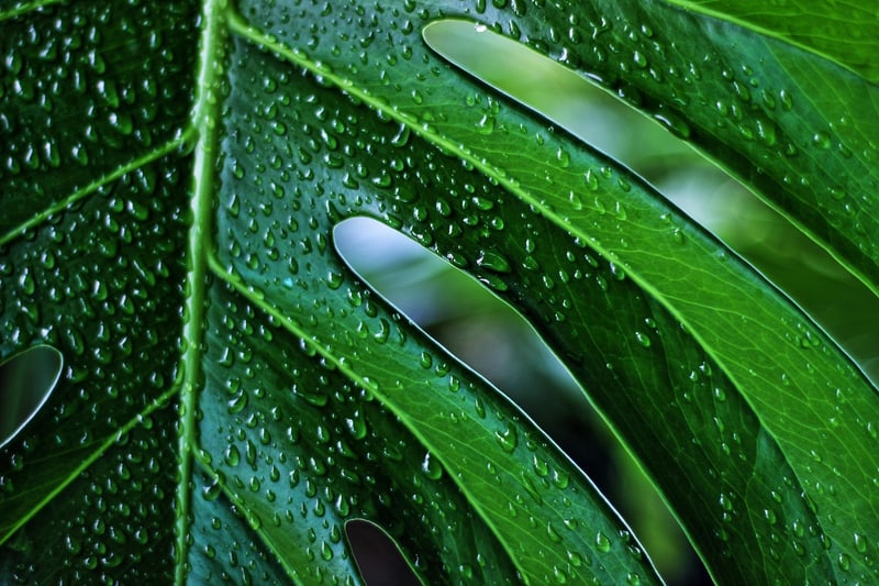 Monstera Leaf